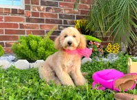 Aurora, a female Maltipoo and Poodle - Miniature  for sale in Houston, TX – 4 of 5