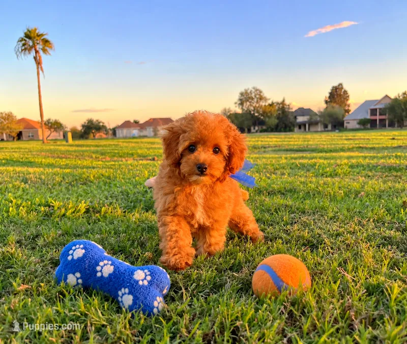 Romeo  – Poodle - Toy  puppy for sale in Houston, TX