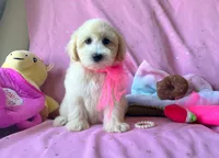 Coco Chanel, a female Maltipoo for sale in Houston, TX – 4 of 5