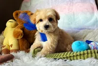 Peanut 🥜 , a male Maltipoo for sale in Houston, TX – 2 of 5