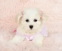 Pearl, a female Maltipoo for sale in Houston, TX – Photo 5 of 5