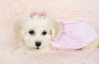 Pearl, a female Maltipoo for sale in Houston, TX – Photo 1 of 5