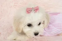 Pearl, a female Maltipoo for sale in Houston, TX – Photo 2 of 5