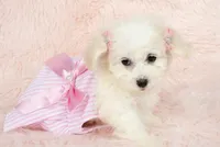 Pearl, a female Maltipoo for sale in Houston, TX – Photo 4 of 5