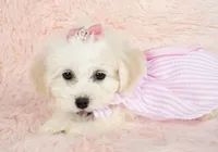 Pearl, a female Maltipoo for sale in Houston, TX – Photo 3 of 5