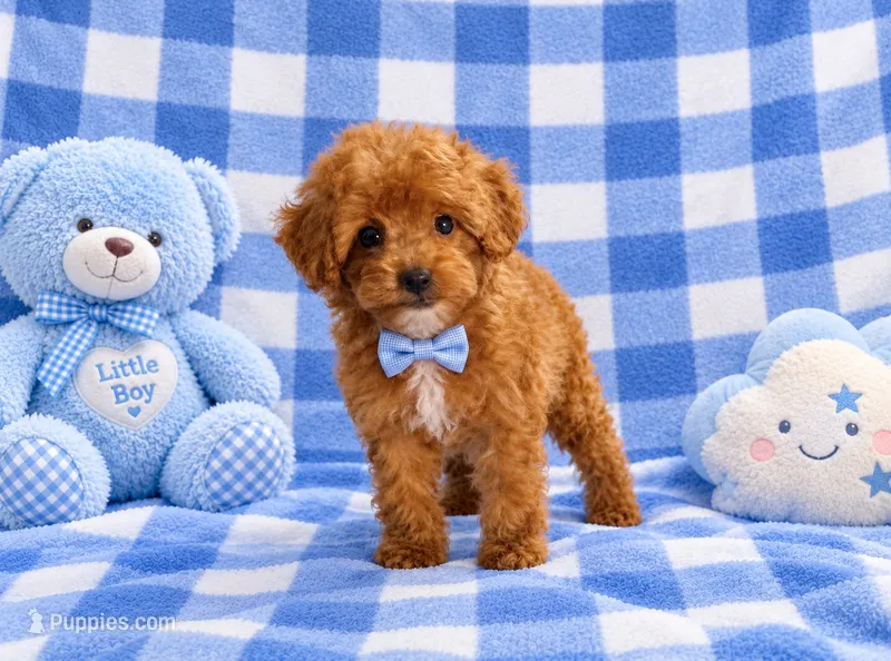 Romeo  – Poodle - Toy  puppy for sale in Houston, TX