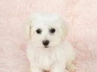 Snow White, a female Maltipoo for sale in Houston, TX – Photo 5 of 5