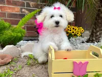 Snow White, a female Maltipoo for sale in Houston, TX – Photo 5 of 6