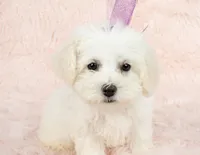 Snow White, a female Maltipoo for sale in Houston, TX – Photo 3 of 5
