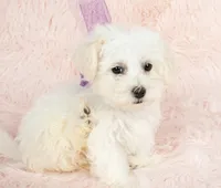 Snow White, a female Maltipoo for sale in Houston, TX – Photo 4 of 5