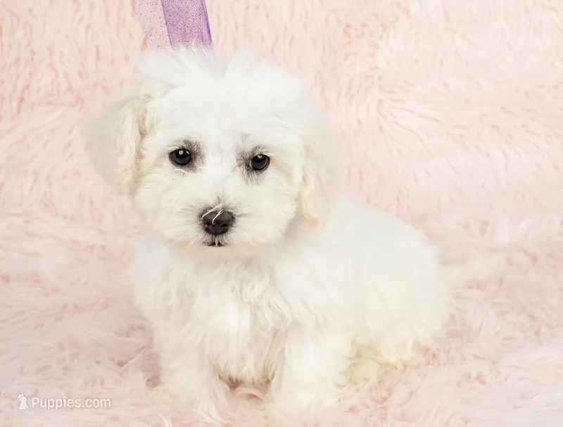 Snow White – Maltipoo puppy for sale in Houston, TX
