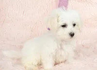 Snow White, a female Maltipoo for sale in Houston, TX – Photo 2 of 5