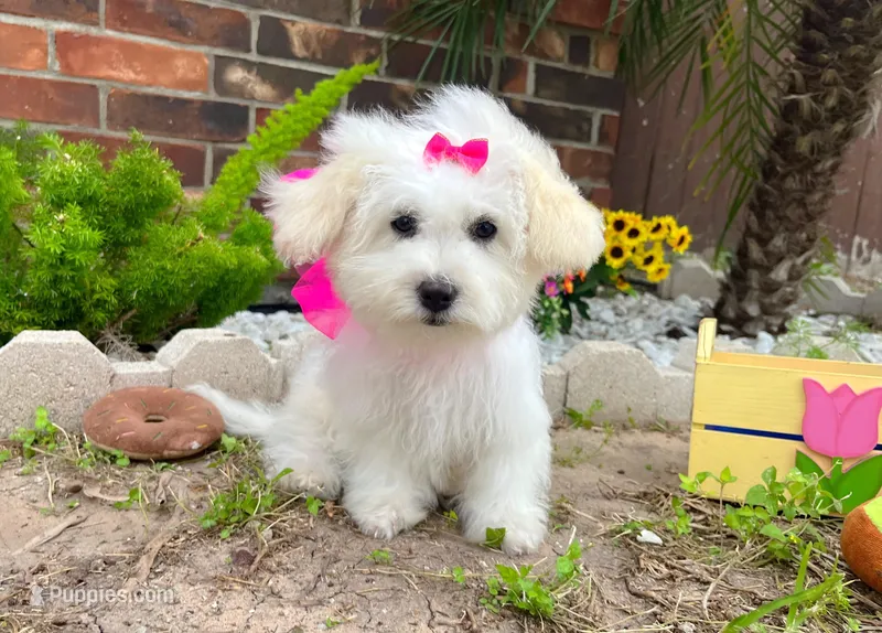 Snow White – Maltipoo puppy for sale in Houston, TX