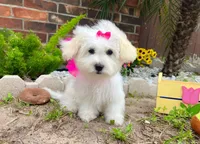 Snow White, a female Maltipoo for sale in Houston, TX – Photo 1 of 6