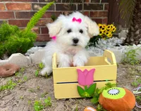 Snow White, a female Maltipoo for sale in Houston, TX – Photo 6 of 6