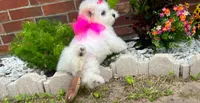 Snow White, a female Maltipoo for sale in Houston, TX – Photo 3 of 6