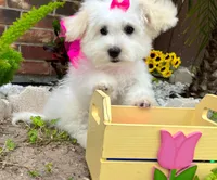 Snow White, a female Maltipoo for sale in Houston, TX – Photo 2 of 6