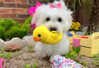 Snow White, a female Maltipoo for sale in Houston, TX – Photo 4 of 6