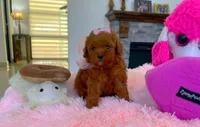 Tiny Red Poodle , a male Poodle - Toy  for sale in Houston, TX – 3 of 10