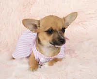 Chloe, a female Chihuahua for sale in Houston, TX – Photo 4 of 4