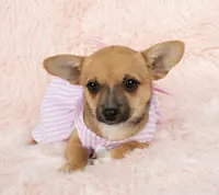 Chloe, a female Chihuahua for sale in Houston, TX – Photo 2 of 4