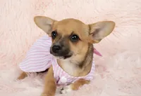 Chloe, a female Chihuahua for sale in Houston, TX – Photo 3 of 4