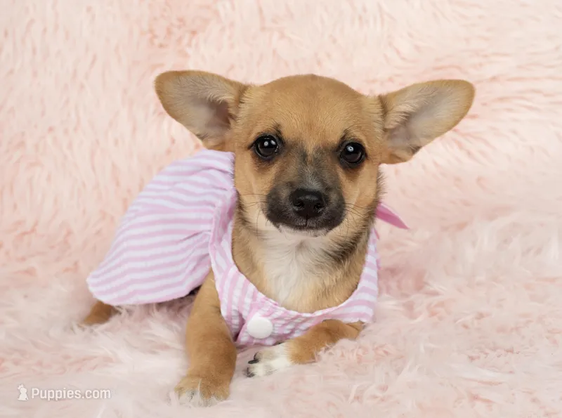 Chloe – Chihuahua puppy for sale in Houston, TX
