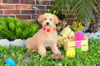 Aurora, a female Maltipoo for sale in Houston, TX – 5 of 5