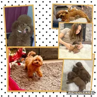 Tiny Red Poodle , a male Poodle - Toy  for sale in Houston, TX – 4 of 10