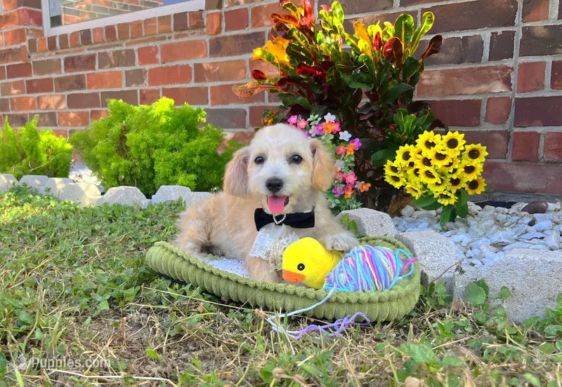 Peanut  – Maltipoo puppy for sale in Houston, TX