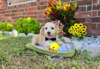Peanut , a male Maltipoo for sale in Houston, TX – 1 of 6