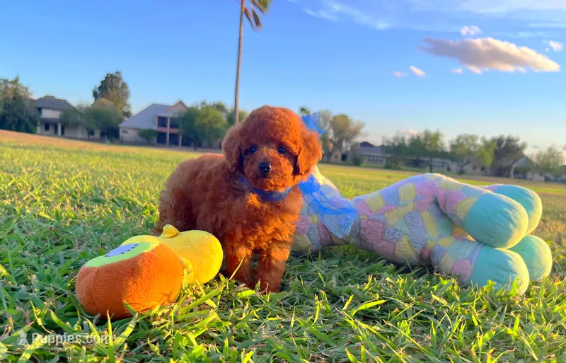 Teddy  – Poodle - Toy  puppy for sale in Houston, TX