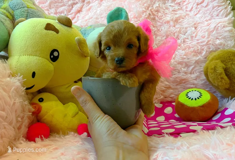 Ruby – Maltipoo puppy for sale in Houston, TX