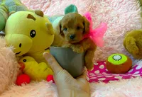 Ruby, a female Poodle - Toy  for sale in Houston, TX – 3 of 4