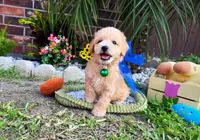 Gucci, a male Maltipoo for sale in Houston, TX – 3 of 4