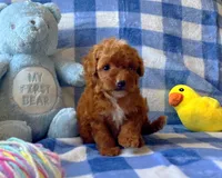Romeo , a male Poodle - Toy  for sale in Houston, TX – 4 of 4