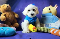 Bubbles 🫧 , a male Maltipoo for sale in Houston, TX – 4 of 6