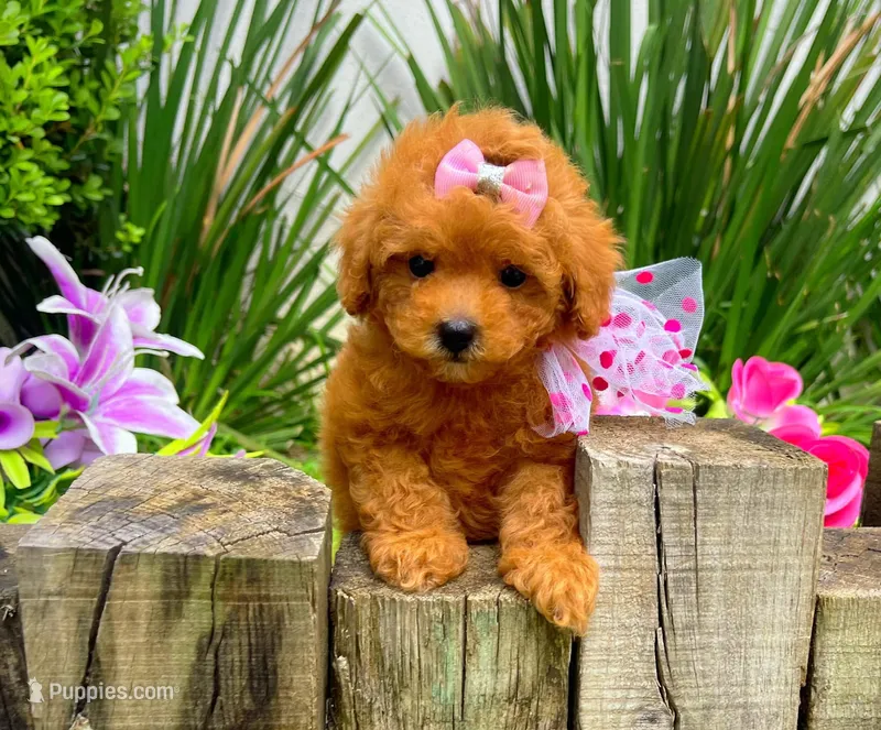 Red Toy Poodles!!  – Poodle - Toy  puppy for sale in Houston, TX