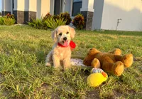 Peanut , a male Maltipoo for sale in Houston, TX – 7 of 7