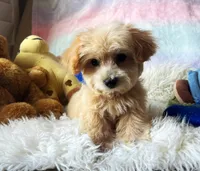 Peanut 🥜 , a male Maltipoo for sale in Houston, TX – 3 of 5