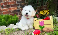 Mozart, a male Maltipoo for sale in Houston, TX – Photo 4 of 7