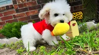 Mozart, a male Maltipoo for sale in Houston, TX – Photo 3 of 7