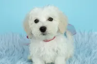 Mozart, a male Maltipoo for sale in Houston, TX – Photo 2 of 4