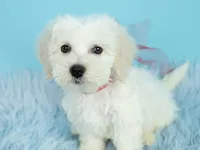 Mozart, a male Maltipoo for sale in Houston, TX – Photo 3 of 4