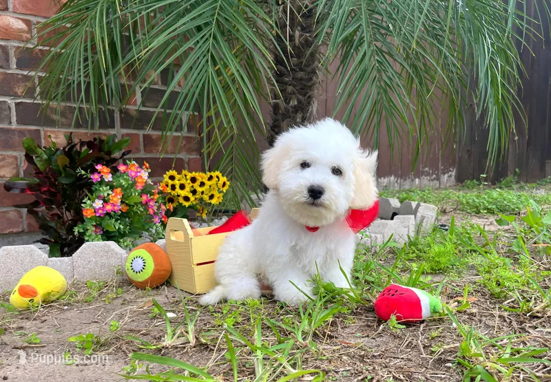 Mozart – Maltipoo puppy for sale in Houston, TX