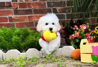 Mozart, a male Maltipoo for sale in Houston, TX – Photo 1 of 7