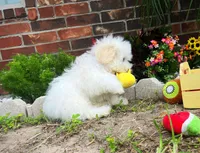 Mozart, a male Maltipoo for sale in Houston, TX – Photo 6 of 7