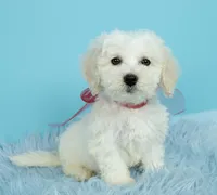 Mozart, a male Maltipoo for sale in Houston, TX – Photo 1 of 4