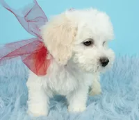 Mozart, a male Maltipoo for sale in Houston, TX – Photo 4 of 4