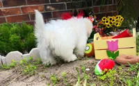 Mozart, a male Maltipoo for sale in Houston, TX – Photo 5 of 7
